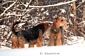 airedale-terrier36