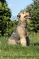 airedale-terrier364