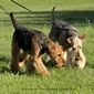 airedale-terrier366