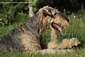 airedale-terrier367