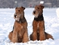 airedale-terrier37