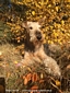 airedale-terrier371