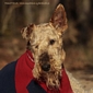 airedale-terrier375