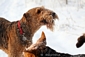 airedale-terrier38