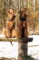 airedale-terrier41