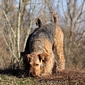 airedale-terrier43