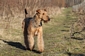 airedale-terrier44