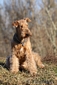 airedale-terrier45