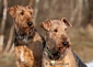 airedale-terrier46