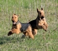 airedale-terrier5