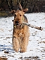 airedale-terrier51