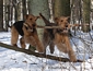 airedale-terrier52