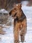 airedale-terrier54