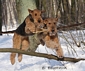 airedale-terrier55