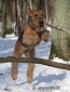 airedale-terrier56