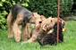 airedale-terrier57