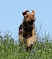 airedale-terrier58