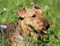 airedale-terrier60