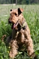 airedale-terrier64