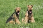 airedale-terrier67