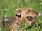 airedale-terrier69