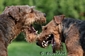 airedale-terrier7