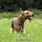 airedale-terrier70