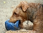 airedale-terrier71