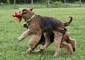 airedale-terrier74