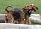 airedale-terrier75