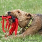 airedale-terrier76