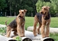 airedale-terrier77