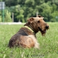 airedale-terrier78