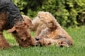 airedale-terrier8