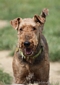 airedale-terrier80