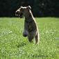 airedale-terrier81