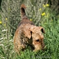 airedale-terrier82