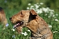 airedale-terrier83