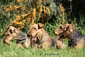 airedale-terrier84