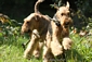 airedale-terrier85