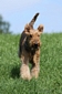 airedale-terrier86