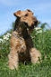 airedale-terrier88