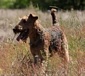 airedale-terrier9