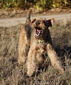 airedale-terrier91