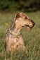 airedale-terrier92