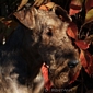 airedale-terrier95