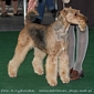 airedale-terrier97