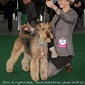 airedale-terrier98