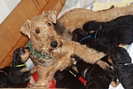 airedaleterrier24.jpg