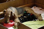 airedaleterrier3